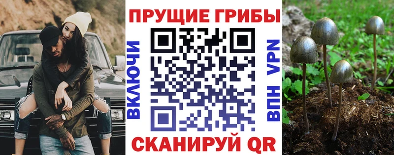 наркотики Вилюйск Псилоцибиновые грибы Psilocybe